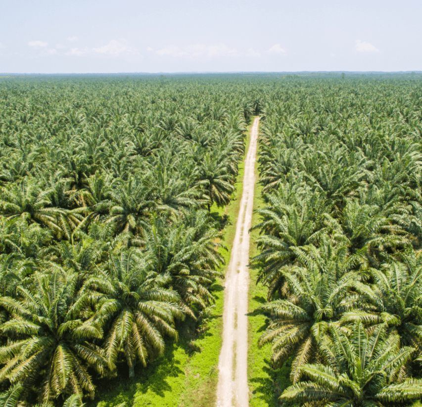 Batana Oil cultivation